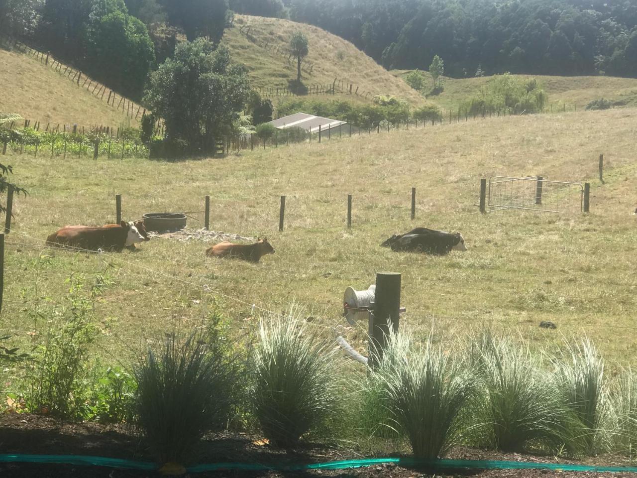 Pukeko Lodge Bnb 뉴플리머스 외부 사진